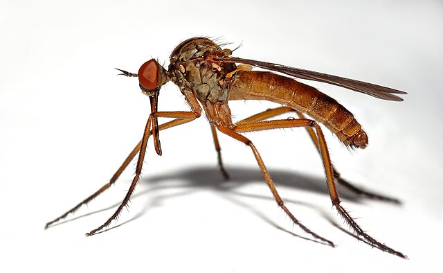 Mosquitoes